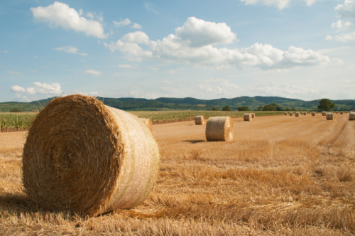 Strohernte Kaiserstuhl 2019